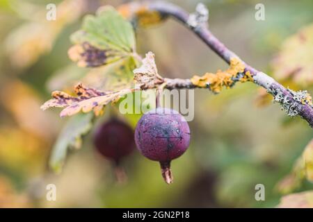 Black ribes uva-Crisa, conosciuta come uva spina o uva spina europea, è una specie di arbusto fiorito nel ribes Foto Stock