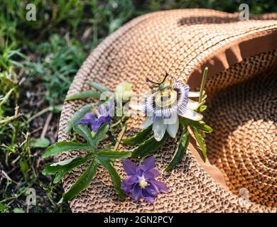 passione fiore e cappello in natura Foto Stock