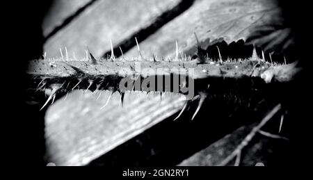 La vita non è un letto di rose. Foto Stock