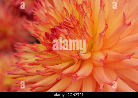 Immagine artistica full frame di bell'arancio e albicocca dahlia Foto Stock