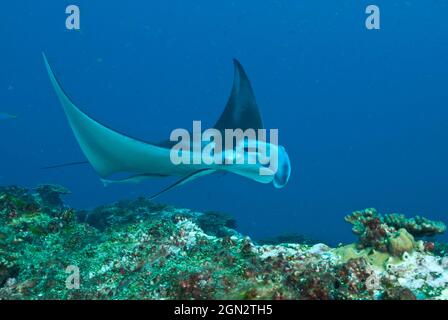 Manta gigante (Manta birostris), con remore attaccate vicino alle branchie. Le remore hanno un rapporto simbiotico con il raggio, pulendolo di cope parassita Foto Stock