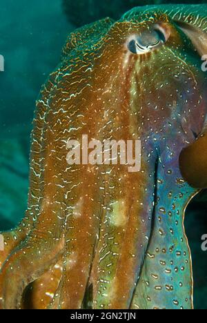 Seppie giganti australiane (Sepia apama), maschi nella stagione di accoppiamento, primo piano. Solitary Islands Marine Park, New South Wales, Australia Foto Stock