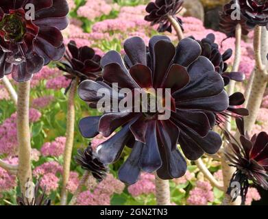 Aeonio rosso scuro succulente con sedum rosa sullo sfondo Foto Stock