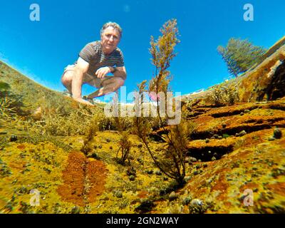 Uomo che guarda nella piscina di roccia. L'alga marrone più alta in primo piano è probabilmente Caulocystis o Acrocarpia, (fam.Cystoseiraceae). Zebra Shells(Austr Foto Stock