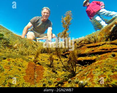 Uomo e donna che guardano nella piscina di roccia. L'alga marrone più alta in primo piano è probabilmente Caulocystis o Acrocarpia, (fam.Cystoseiraceae). Zebra sh Foto Stock