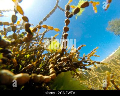 Piscina rocciosa vista dal basso con collana di Nettuno (Hormosira banksii). C'è anche una lattuga marina (Ulva australis), un'alga verde commestibile solo tw Foto Stock