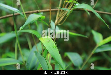 Un piccolo Bug che riposa su foglie di piante selvatiche con dewdrops nella foresta di Machu Picchu Incas Cittadella, Cuzco Regione, Perù Foto Stock