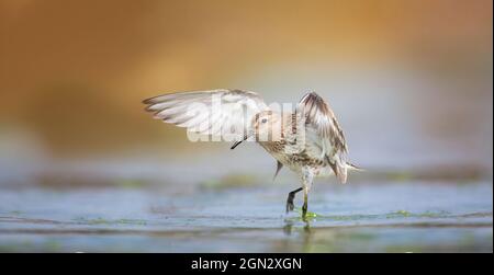 Calidris alpina si atterra in superficie e ha ali come un angelo, la foto migliore. Foto Stock