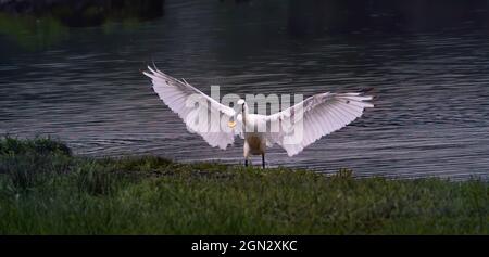 La spatola Eurasiana Platalea leucorodia atterra sul bordo dello stagno e ha ali d'angelo, la foto migliore. Foto Stock