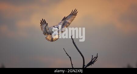 L'aquila d'oro di Pandion haliaetus atterra nel bagliore e nei raggi del sole che sorge su un ramo, la foto migliore Foto Stock