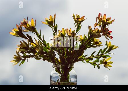 Primo piano di fiori gialli protea Leuadendron in vaso al coperto dalla finestra girato a profondità di campo poco profonda Foto Stock