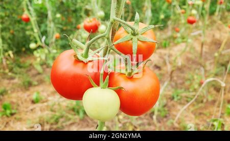 Maturazione dei pomodori organici in serra, fuoco selettivo. Foto Stock