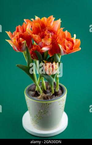 Crescere tulipani in una pentola. Boccioli di tulipano rosso-arancio. Fiore di primavera a casa. Bouquet di fiori. Nuova varietà. Mazzo Foto Stock