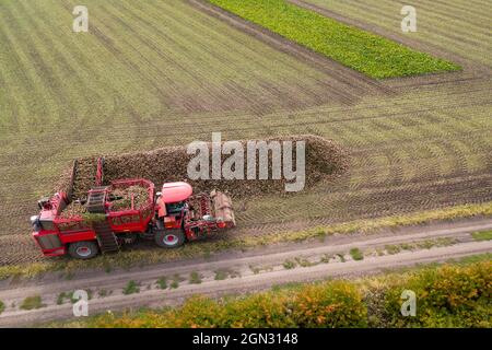 La mietitrebbiatrice mietiatrice raccoglie barbabietole da zucchero sul campo. Vista aerea Foto Stock