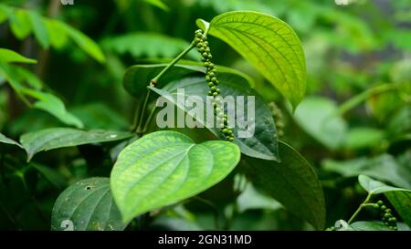 Semi di pepe nero freschi e non maturi in primo piano. Piante tropicali usano come erba medicinale o come condimento piccante in cucina. Foto Stock