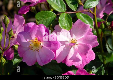 Rosa 'Lavender Dream' rosa fiore Foto Stock