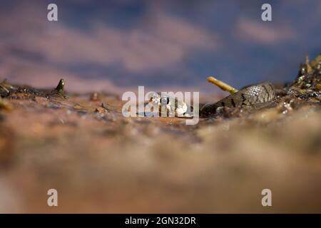 Primo piano di un serpente d'erba (europeo) [Natrix natrix] Foto Stock