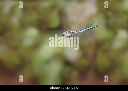 Primo piano di un imperatore libellula in volo Foto Stock