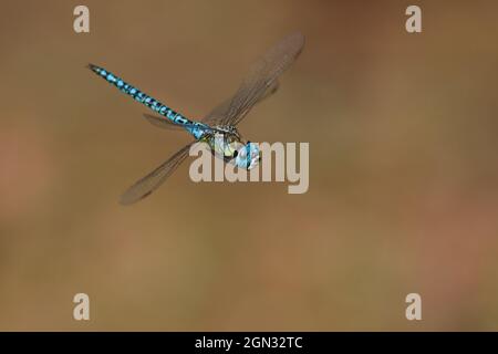 Primo piano di un imperatore libellula in volo Foto Stock