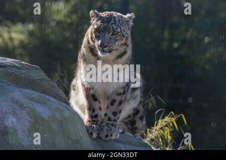 Primo piano di un leopardo di neve [uncia uncia] Foto Stock