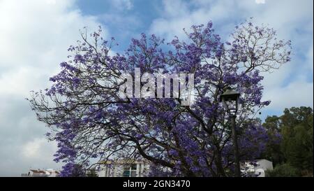 Albero Jacaranda fiorito fine maggio nel villaggio di Alora, Andalusia, Spagna Foto Stock