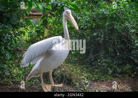 Pellicani bianchi in un parco di uccelli nello zoo di Singapore Foto Stock