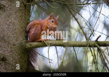 Primo piano di uno scoiattolo [genere Sciurus] Foto Stock