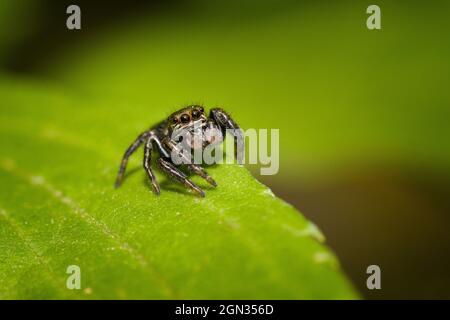 Jumping Spider [Famiglia: Salticidae] Foto Stock