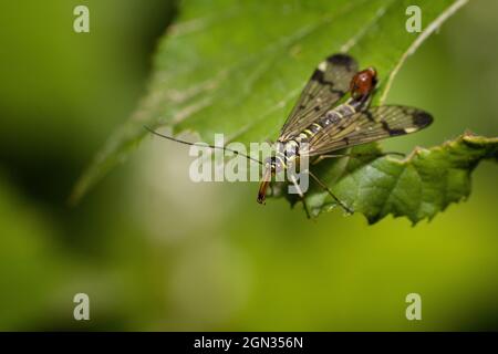 Scorpionfly tedesco [Panorpa germanica] Foto Stock