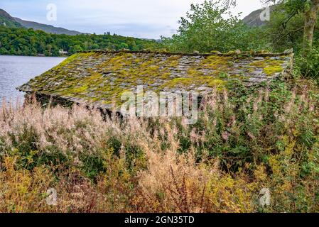 Un vecchio muschio derelitto coperto boathouse sul lago Grasmere vicino Ambleside nei laghi. Foto Stock