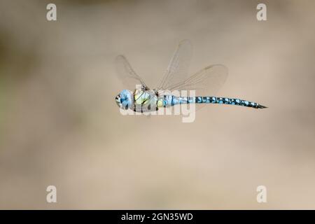 Primo piano di un imperatore libellula in volo Foto Stock