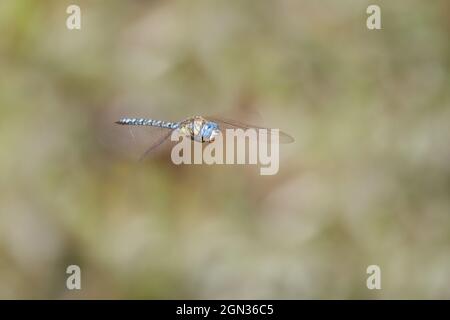 Primo piano di un imperatore libellula in volo Foto Stock