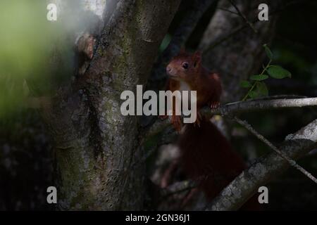 Primo piano di uno scoiattolo [genere Sciurus] Foto Stock