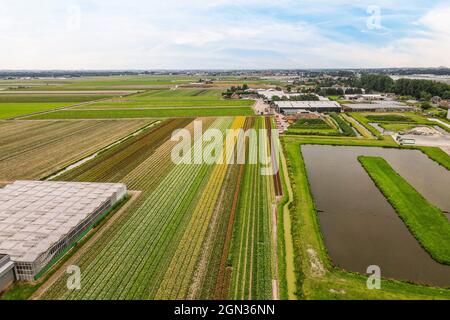 Vista aerea dei campi agricoli coltivati in file e edifici residenziali nel villaggio Foto Stock