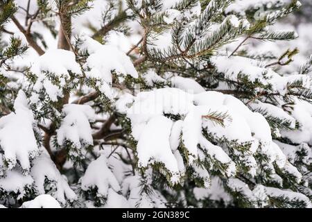 Rami di abete rosso con aghi che crescono nella foresta di conifere innevate in freddo giorno d'inverno Foto Stock