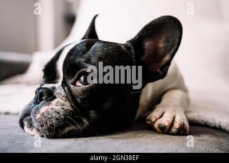 Piccolo bulldog francese che si trova su un divano sopra una coperta bianca e guarda via Foto Stock