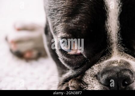 primo piano dell'occhio sinistro e del naso di un bulldog francese che giace su una coperta Foto Stock