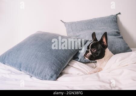 Curioso purebred nazionale francese Bulldog sdraiato su un comodo divano con coperta al sole luminoso poggiando su cuscini blu guardando via Foto Stock