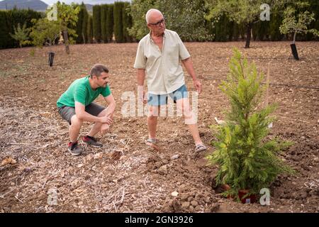 Papà anziano in occhiali e figlio che squatting contro pentola con albero di conifere in fossa di giorno Foto Stock