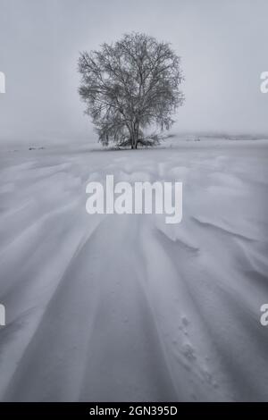 Vista del paesaggio di alberi secchi che crescono su terra nevosa con colline sotto il cielo chiaro in inverno giorno in campagna Foto Stock