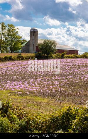 Ontario Canada Farm Growing Autumn Crocus Plants anche conosciuto come Meadow Saffron (Colchicum speciosum), Foto Stock