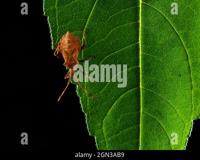 Primo piano di bug Dock o squashbug rosso-marrone (Coreus marginatus) su una foglia verde Foto Stock