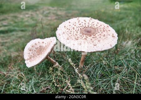 Due funghi porcini bianchi e bruni tra erba verde in radura. Foto Stock