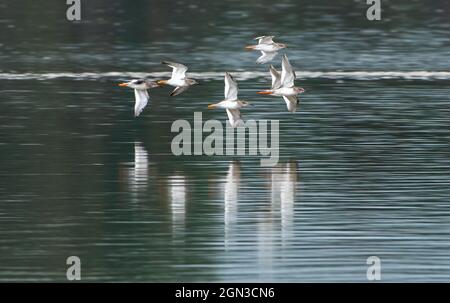 Un piccolo gregge di Redshank che vola sul mare, Arnside, Milnthorpe, Cumbria, Regno Unito Foto Stock