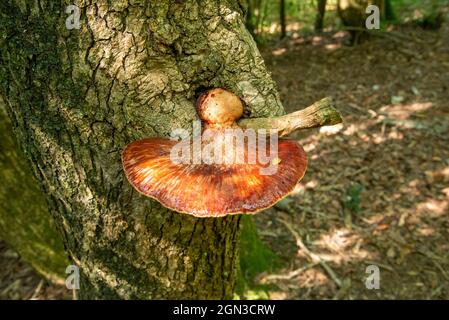 A Fistulina hepatica fungo, Arnside, Milnthorpe, Cumbria, Regno Unito Foto Stock