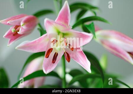 Foto di un bouquet perfetto di gigli belli sul tavolo, fiori di giglio rosa Foto Stock