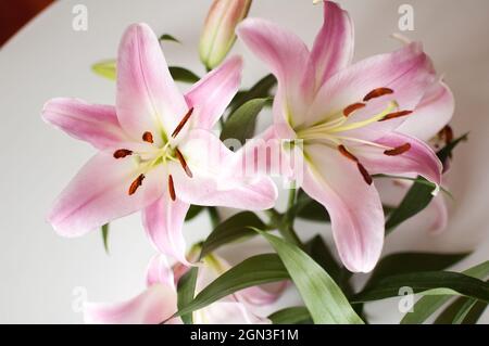 Foto di un bouquet perfetto di gigli belli sul tavolo, fiori di giglio rosa Foto Stock