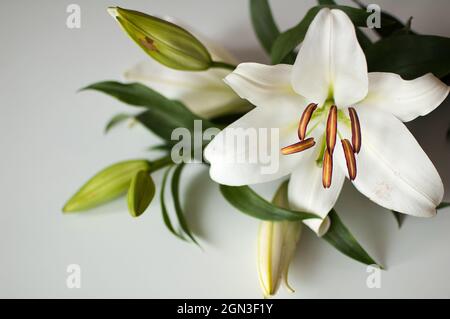 Foto di un bouquet perfetto di bei gigli sul tavolo, fiori bianchi di giglio Foto Stock