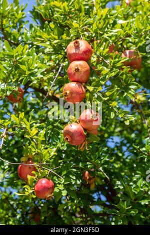 Melograno maturo. Particolare del baldacchino di alberi di melograno in una giornata estiva soleggiata. Foto Stock