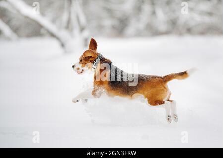 Il cane corre in natura in inverno.Beagle cammina nella neve in volo. Foto Stock